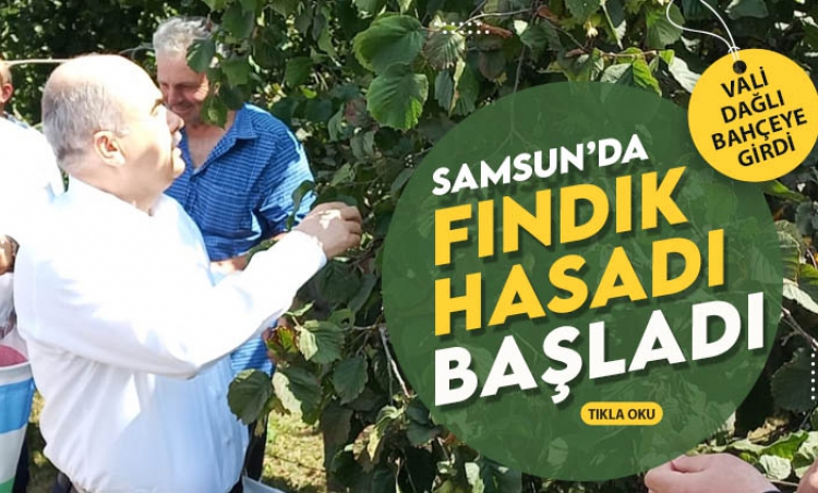 Ondokuzmayıs'ta fındık hasadı başladı