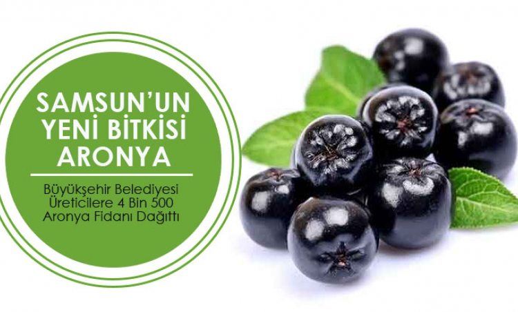 Samsun’un yeni meyvesi: Aronya
